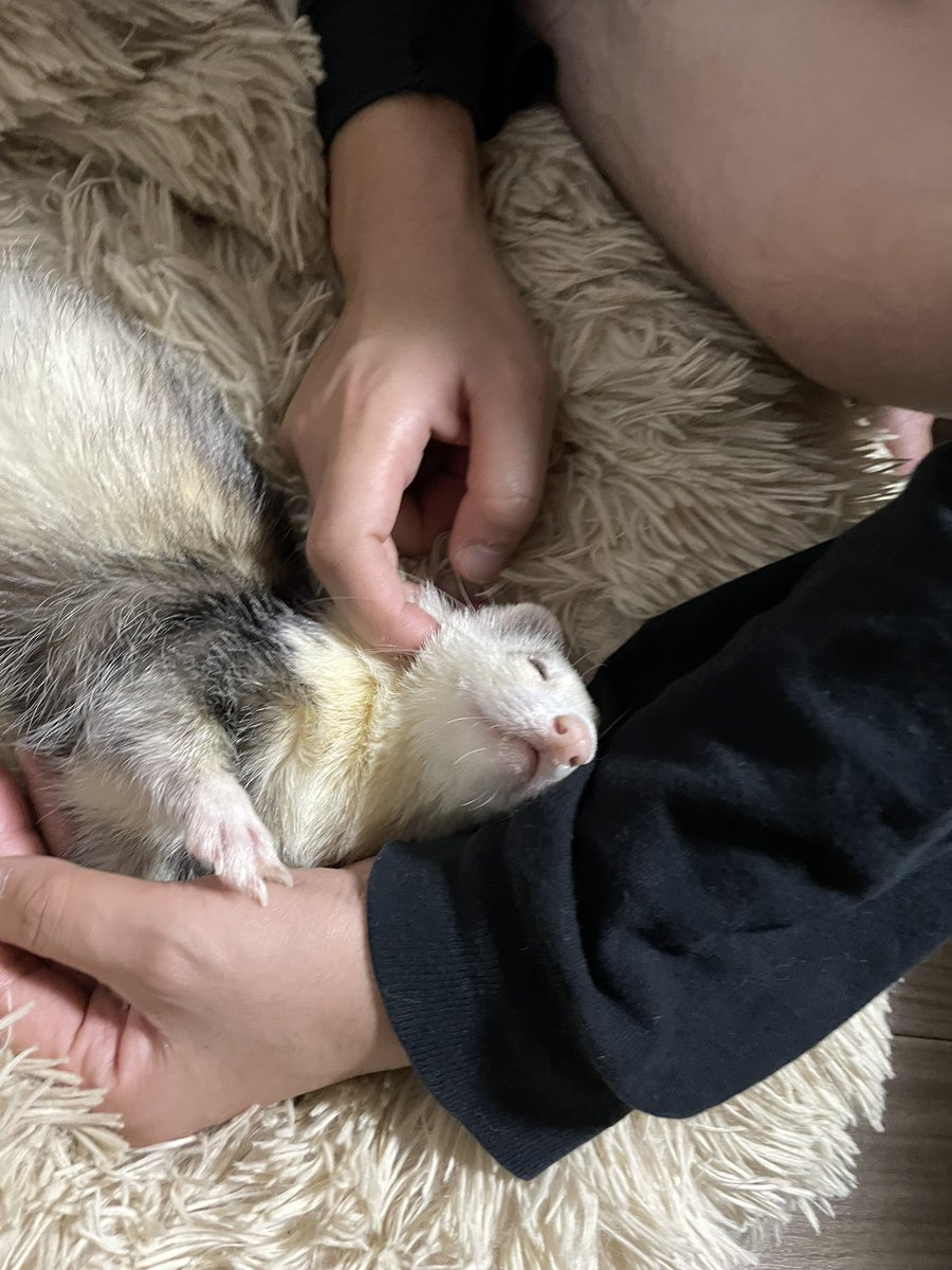 satoutococo's tweet photo. 最近の彼ら
撫でられココ君
突進ナッツ君
キャットタワー暴れ狂いチップ君のお尻 https://t.co/wtkYLoSwAJ