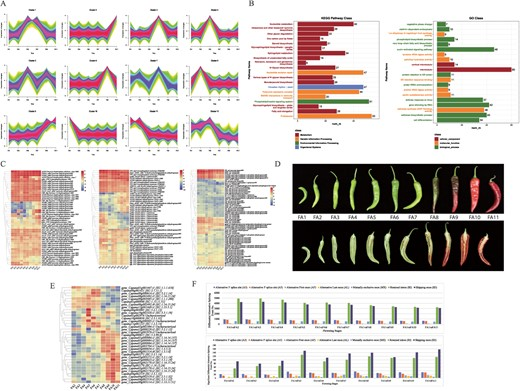 Hortres's tweet photo. Chili pepper transcriptome reveals novel genes &amp; transcripts! 450K+ novel RNAs found, impacting fruit dev &amp; capsaicin biosynthesis. PFTVD 1.0 launched for data analysis. #ChiliPepperTranscriptome #LongReadSequencing @OxfordJournals 
Details:https://t.co/wfyqVcWUYO https://t.co/gcf0ZjCvvC