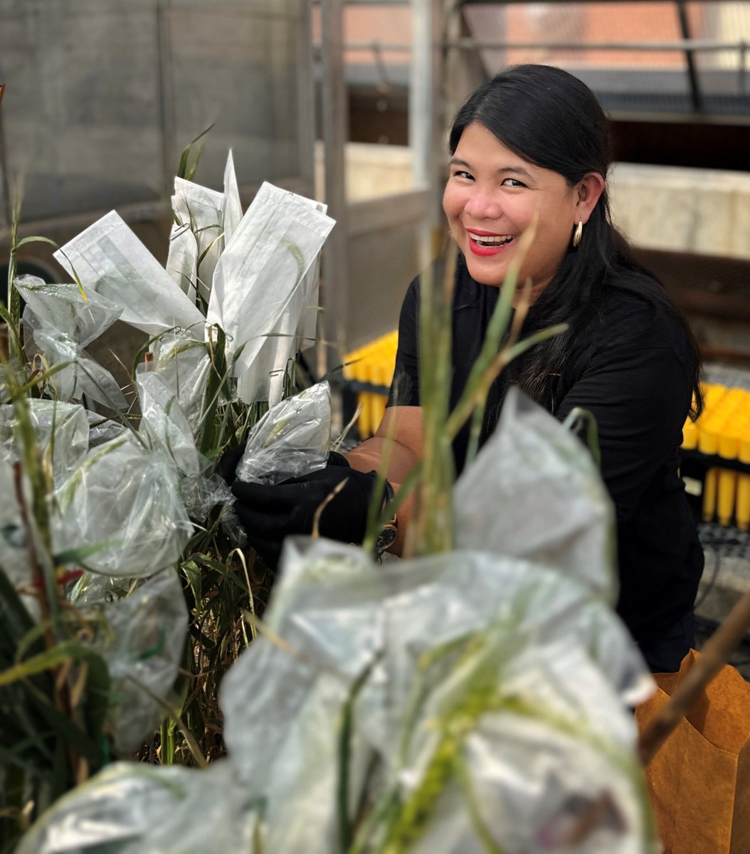 NDSU CAFSNR (@ndsucafsnr) on Twitter photo A special congrats to <a href="/NDSUPlantPath/">NDSUPlantPathology</a> graduate student, Abbeah Mae Navasca along with Dr. Thomas Baldwin, for being awarded $20,000 for the project, "Cross-infectivity, Genomic Analysis, and Transcriptomic Profiling of Fusarium graminearum in Artificial Barley-Broadleaf Crop A special congrats to <a href="/NDSUPlantPath/">NDSUPlantPathology</a> graduate student, Abbeah Mae Navasca along with Dr. Thomas Baldwin, for being awarded $20,000 for the project, "Cross-infectivity, Genomic Analysis, and Transcriptomic Profiling of Fusarium graminearum in Artificial Barley-Broadleaf Crop