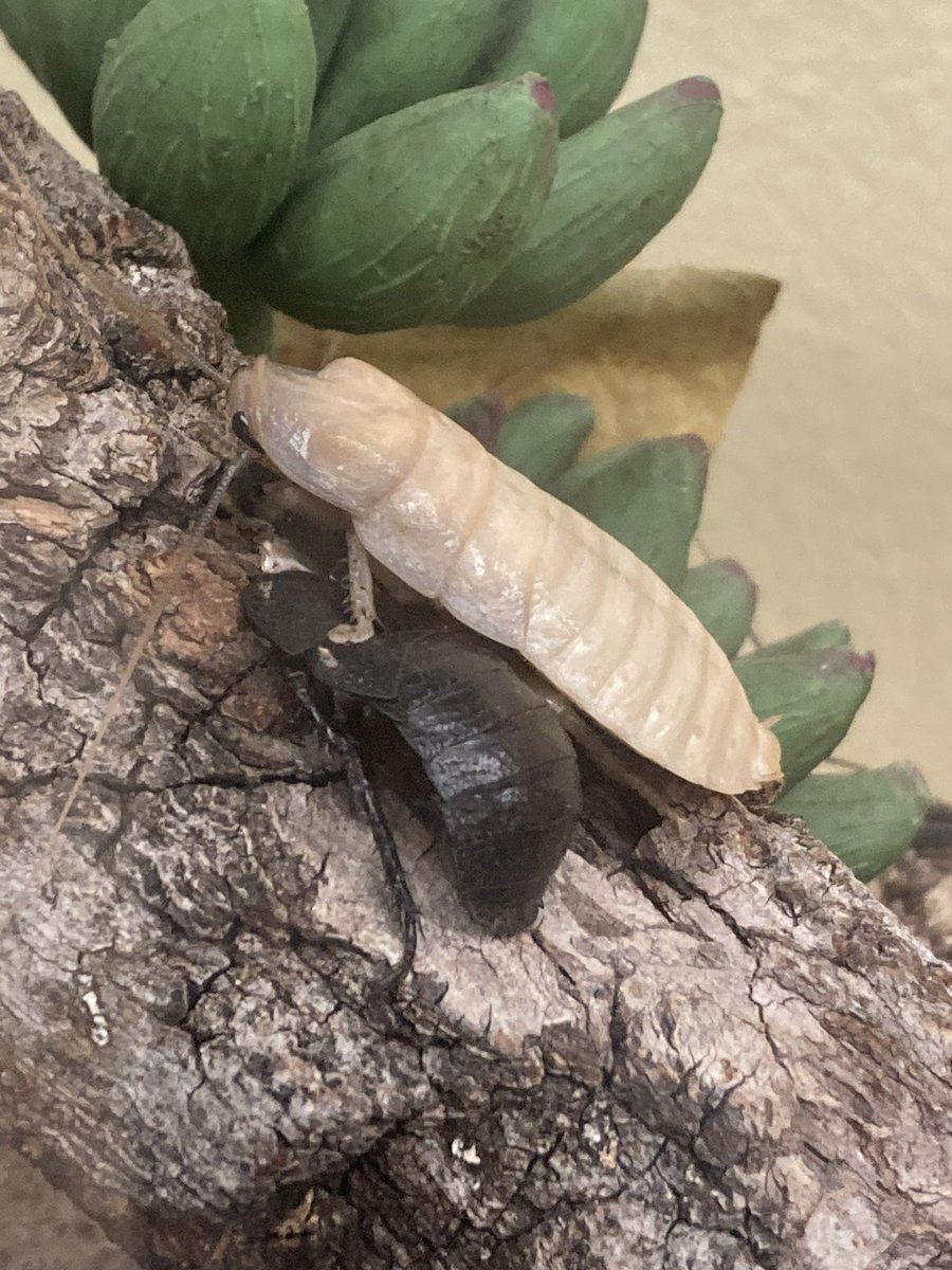 Public School 72 tweet media