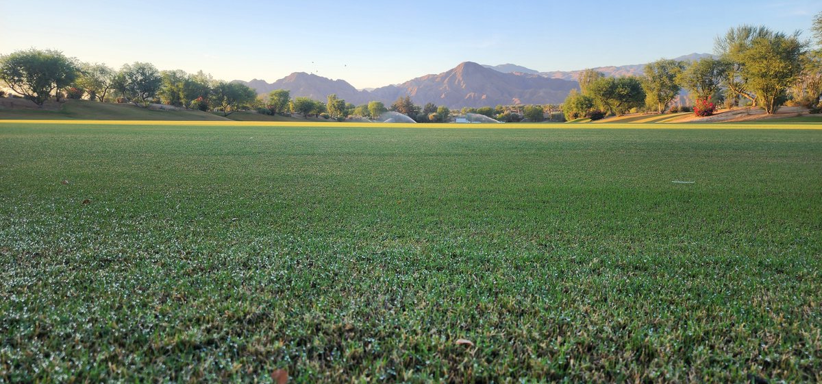 The best time of year! Baby ryegrass is coming to life. ⛳️🌞