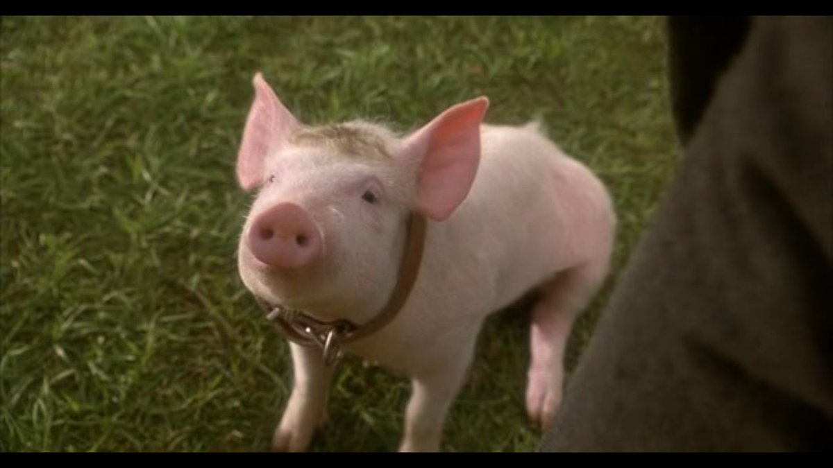 vealteam6's tweet photo. @RACH4_theSTARZ How about a pig? https://t.co/NIiE3QqqDg