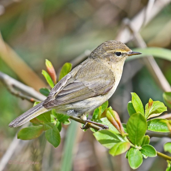 Titchfield Haven NNR- Hampshire County Council (@titchfieldhaven) on Twitter photo A lot of Chiffchaffs have been seen recently (TH library photo-Stu Topps), as they're feeding well in this mild weather & gathering before heading further south. Also today: Firecrest, 15 Bearded Tit, 2 Kingfisher & 2 Grey Wagtail. Grey Plover & Eider offshore <a href="/hantsconnect/">Hampshire County Council</a> A lot of Chiffchaffs have been seen recently (TH library photo-Stu Topps), as they're feeding well in this mild weather & gathering before heading further south. Also today: Firecrest, 15 Bearded Tit, 2 Kingfisher & 2 Grey Wagtail. Grey Plover & Eider offshore <a href="/hantsconnect/">Hampshire County Council</a>