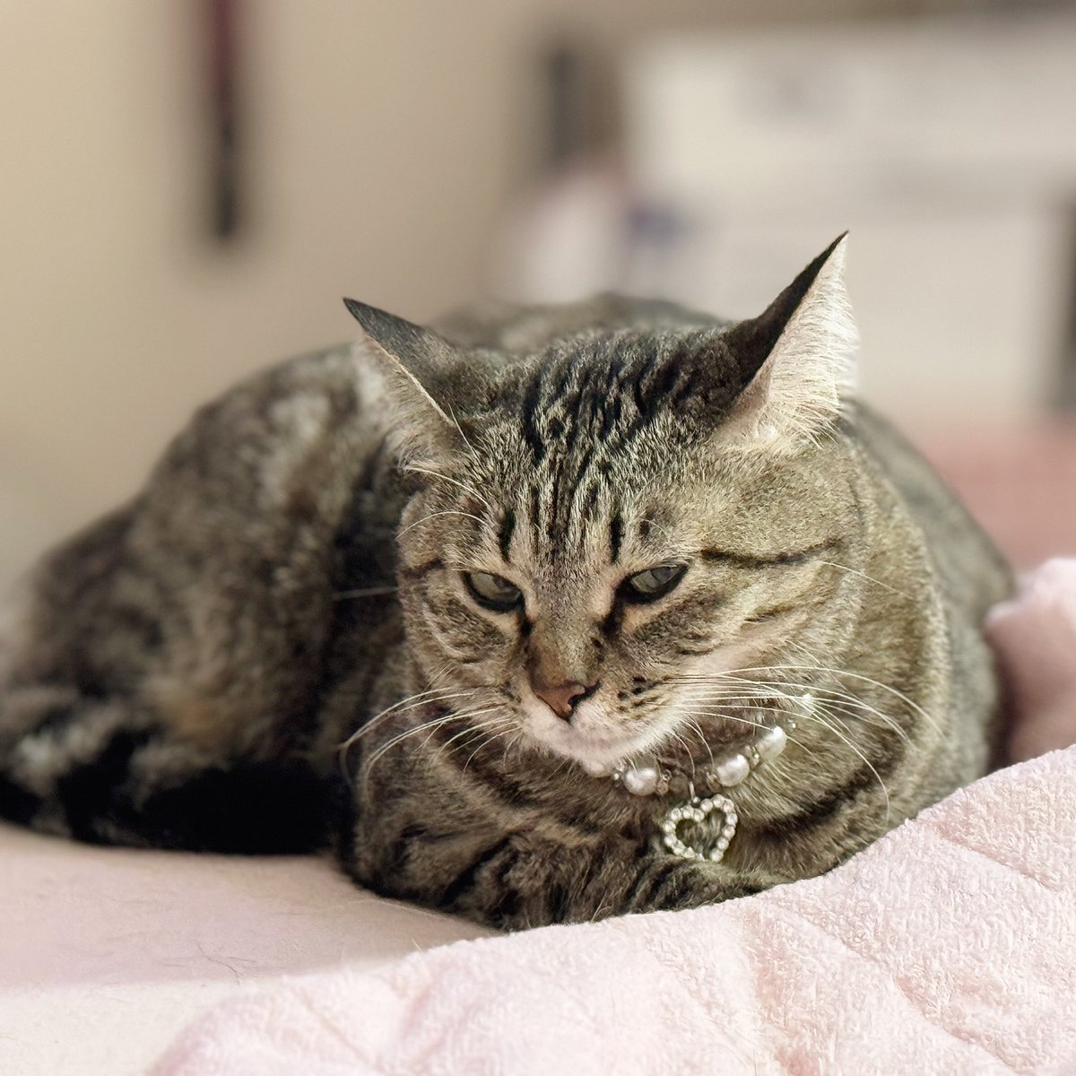 HellKo's tweet image. お布団で　突然寛ぐ　クッキーちゃん
案外割と　不思議ちゃんです
#どこでも #何でも #誰でも #へっちゃら 
#sippoストーリー 
#短歌フォト
#sippo犬も猫もずっと家族 
#わんにゃんレスキュープロジェクト