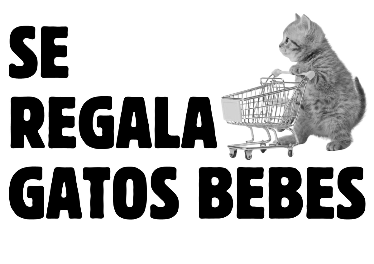 se da en adopción gatitos bebes de un mes, ya que no puedo mantenerlos en mi casa por mas tiempo, puedo llevarlos hasta sus casa. Les paso fotos de los gatitos por dm <3
#adopta #gatos #adopcion #lima #peru