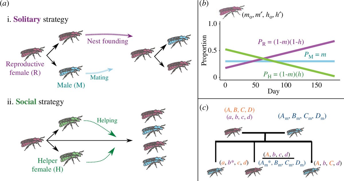 RSocPublishing's tweet image. Variation in season length and development time is sufficient to drive the emergence and coexistence of social and solitary #behavioural strategies #ProcB ow.ly/YJWl50TJr7a #Evolution