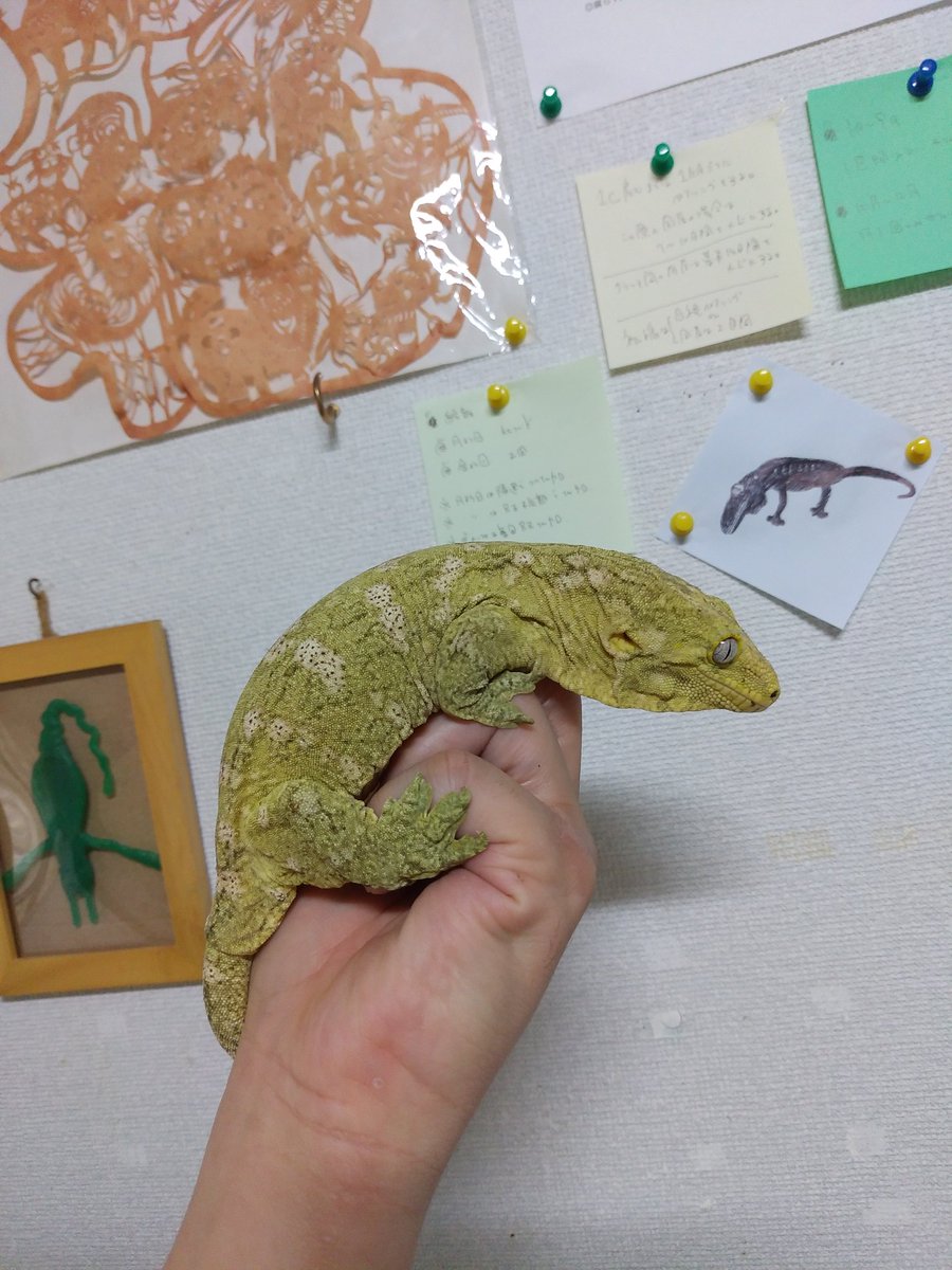 安心してください。純粋な各種ロカリティ達もちゃんと取り組んでおりますゆえ。そもそもが純血が基本であり基盤なので。