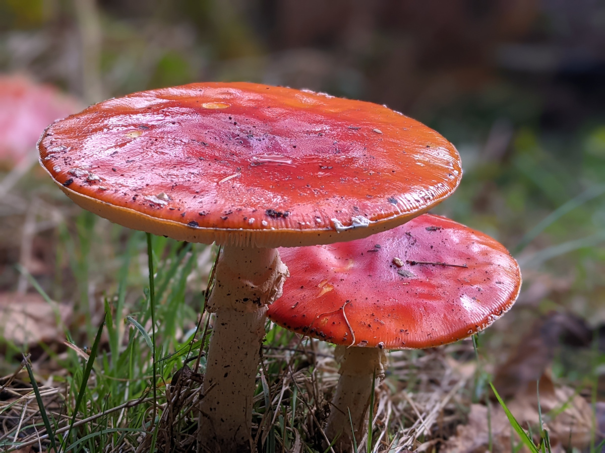 ContraryLife's tweet image. Autumn has well and truly arrived. If like us, you’re keen to embrace this wonderful season, here are some of the best and quirkiest autumnal things you can do this weekend...
contrarylife.com/2024/10/the-be…