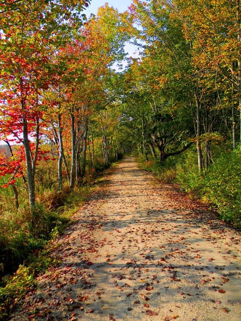 While leaf litter may be unsightly to some, the leaves strewn across your lawn are a cornucopia of food, shelter, and habitat for a variety of species. In addition, decomposing leaves supply yards with critical nutrients. Consider leaving the leaves for wildlife this fall.