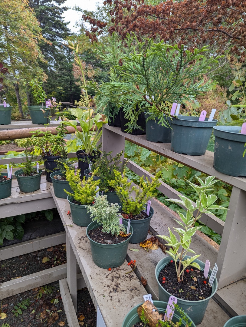 Memorial University Botanical Garden (@munbotgarden) on Twitter photo Just a couple of more days left to purchase plants from our FOG volunteers. Be sure to come in before we close Sunday, Oct 13, to check out what's available. Last day for plant sales is Sunday. Just a couple of more days left to purchase plants from our FOG volunteers. Be sure to come in before we close Sunday, Oct 13, to check out what's available. Last day for plant sales is Sunday.