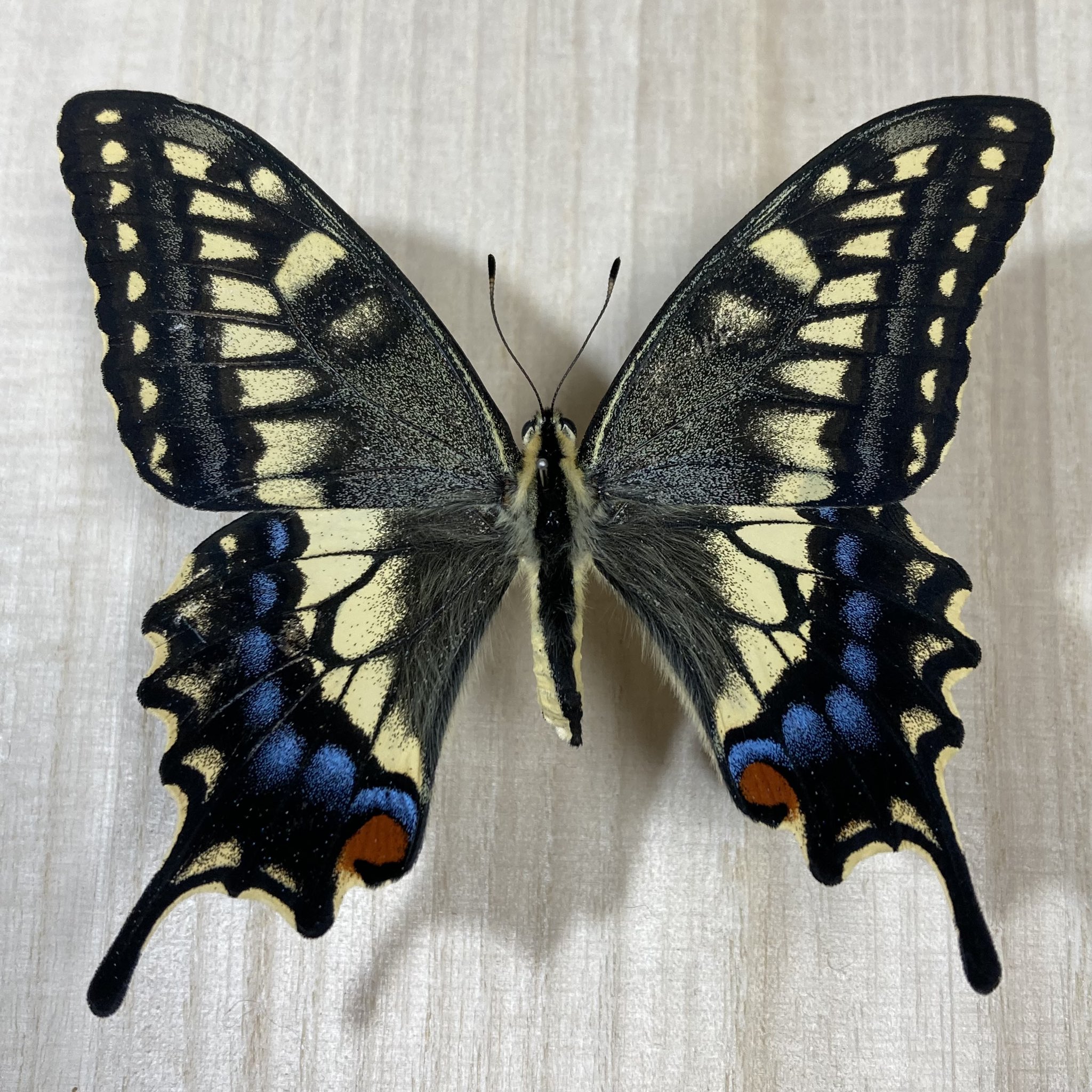 キアゲハ – търсене / X