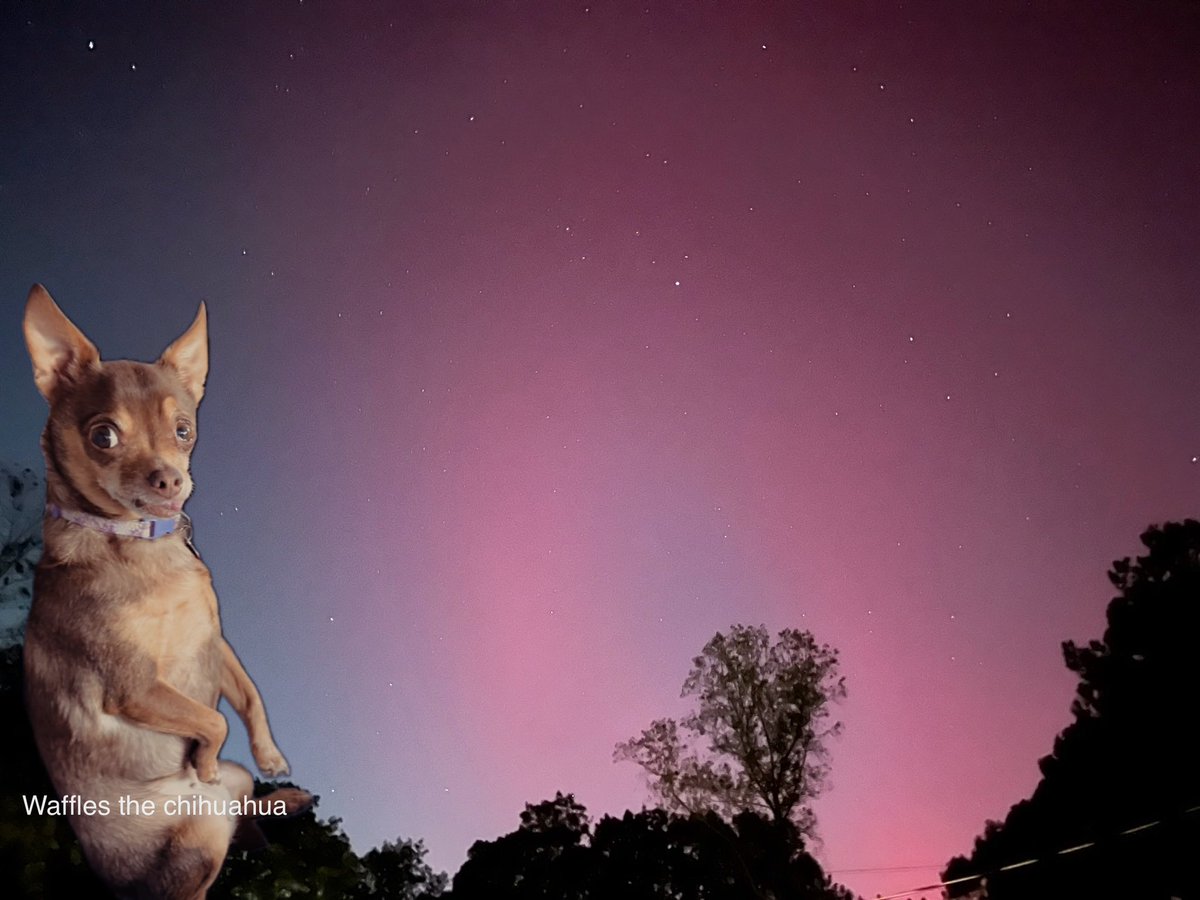 WafflestheChih1's tweet photo. Hey friends. Did you see the sky last night? This is my view from my side of the planet in NC. Pssst. Don’t tell the other dogs I can see color. Have a nice day. 🐾woof🐾 #aurora #mountainwaffles https://t.co/VPEAtJXFVf