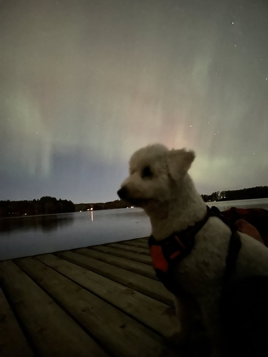 Bonus pic of Benji not caring about the northern lights and wanting to go home and go to bed. Literally breathtaking natural phenomenon around us and he’s like “why are we still outside”
