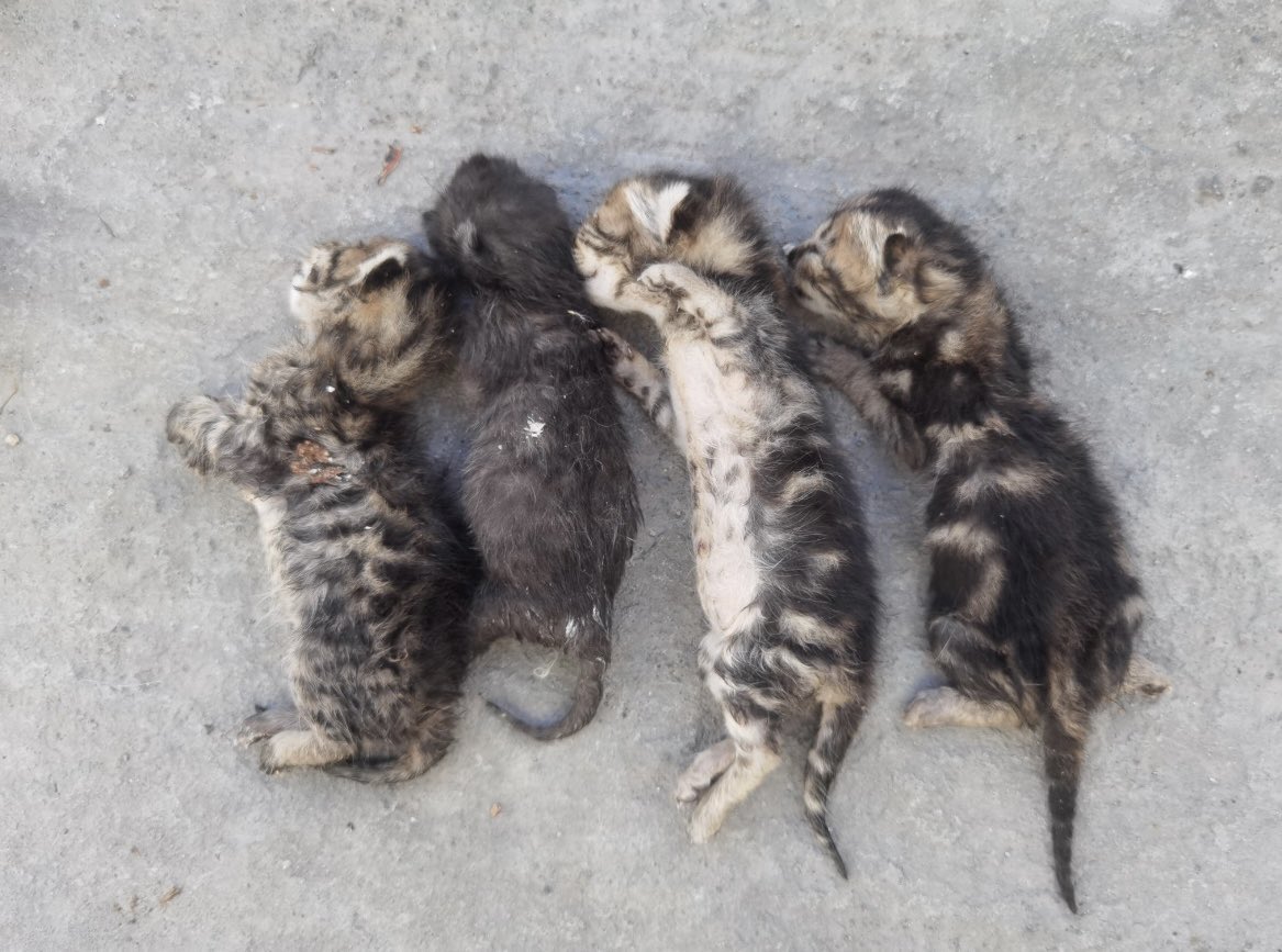 Şu masumları katledenlerle, insan çocukları katledenler arasında zerre fark yoktur ! 

Katil her zaman katildir !