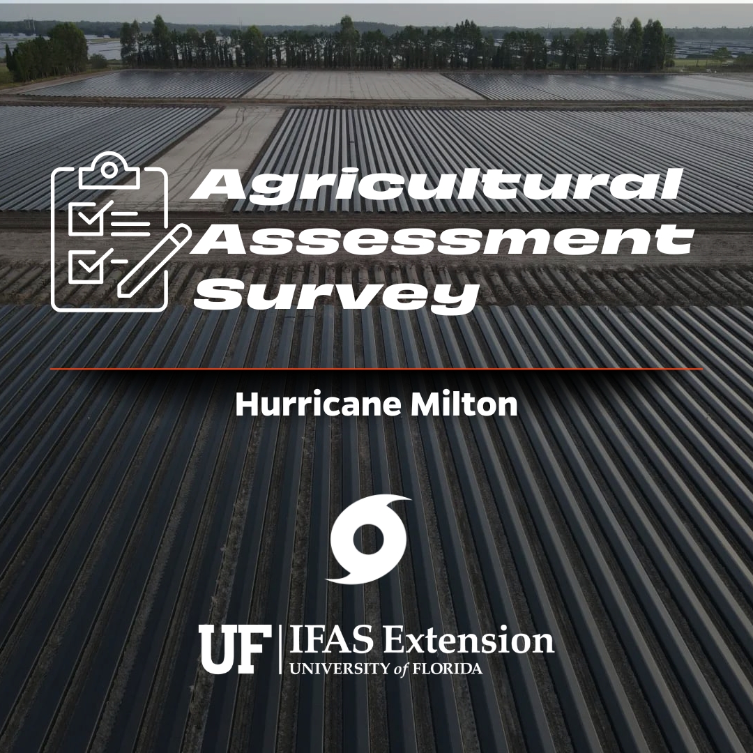 UF IFAS Solutions (@uf_ifas) on Twitter photo We need your input! <a href="/UF_IFAS_FRED/">UF/IFAS Food and Resource Economics</a> researchers are studying the agricultural losses and damages resulting from #HurricaneMilton.
Use the links below to share information about impacts experienced at your farm, ranch, or aquaculture operation. #FloridaAgriculture
English 📋 We need your input! <a href="/UF_IFAS_FRED/">UF/IFAS Food and Resource Economics</a> researchers are studying the agricultural losses and damages resulting from #HurricaneMilton.
Use the links below to share information about impacts experienced at your farm, ranch, or aquaculture operation. #FloridaAgriculture
English 📋