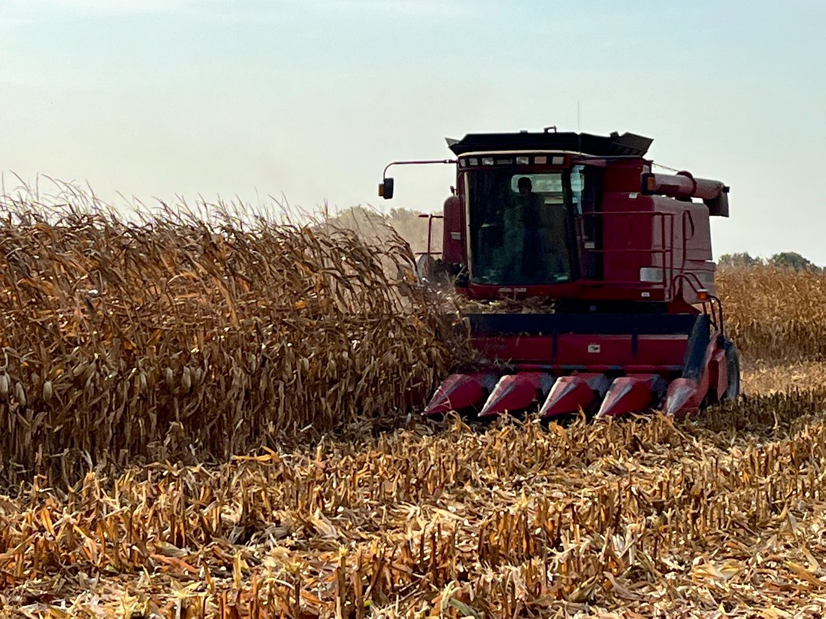 Beautiful day in Arenac County with <a href="/kjnoffy/">Noffsinger Farms</a> harvesting a <a href="/LGSeeds/">LG Seeds</a> corn plot! Testing conventional and traited hybrids in the 92-99RM.