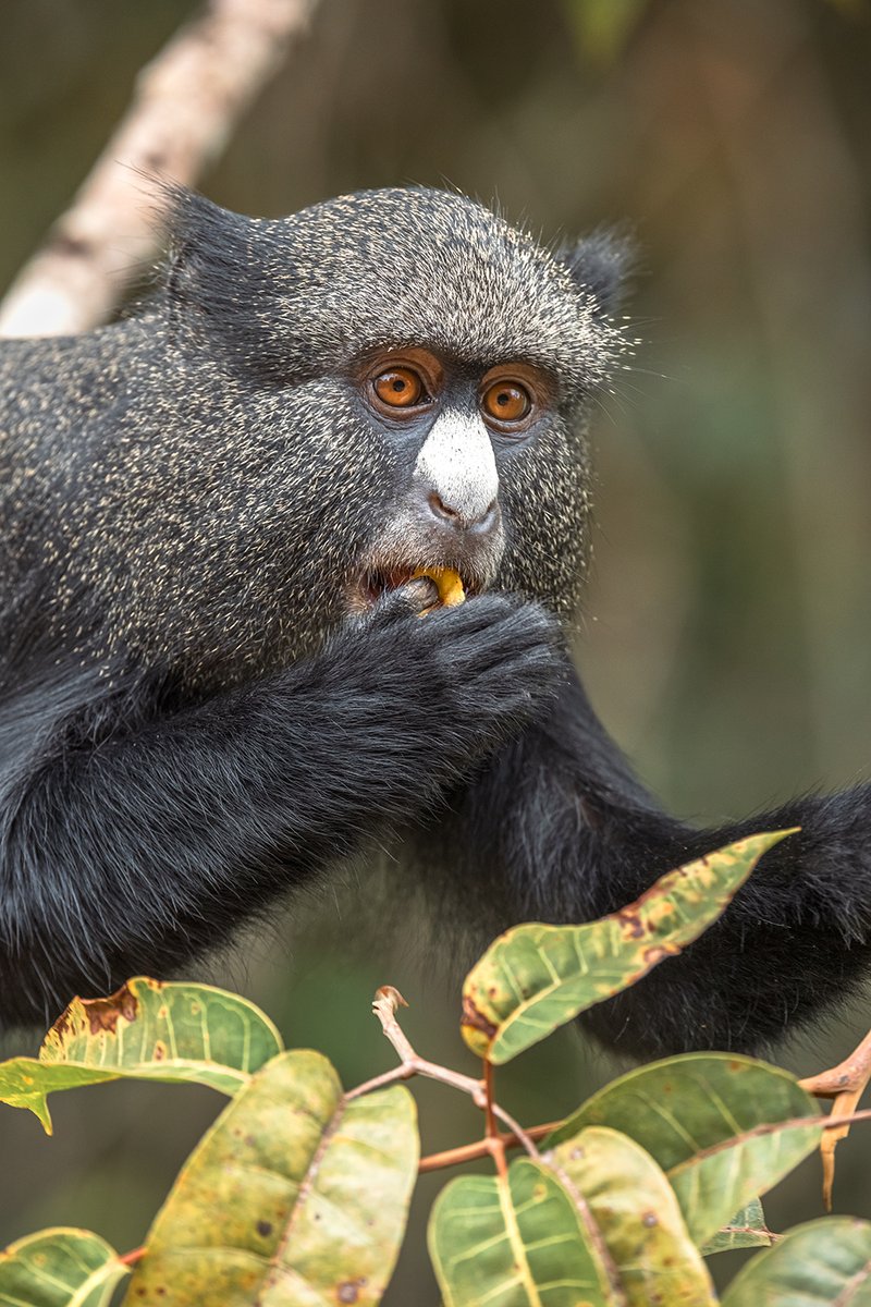 Happy Friday from this little foodie! 🐒 

Share the good weekend vibes😊

📷Roberto Garcia-Roa/Parc de la Lékédi