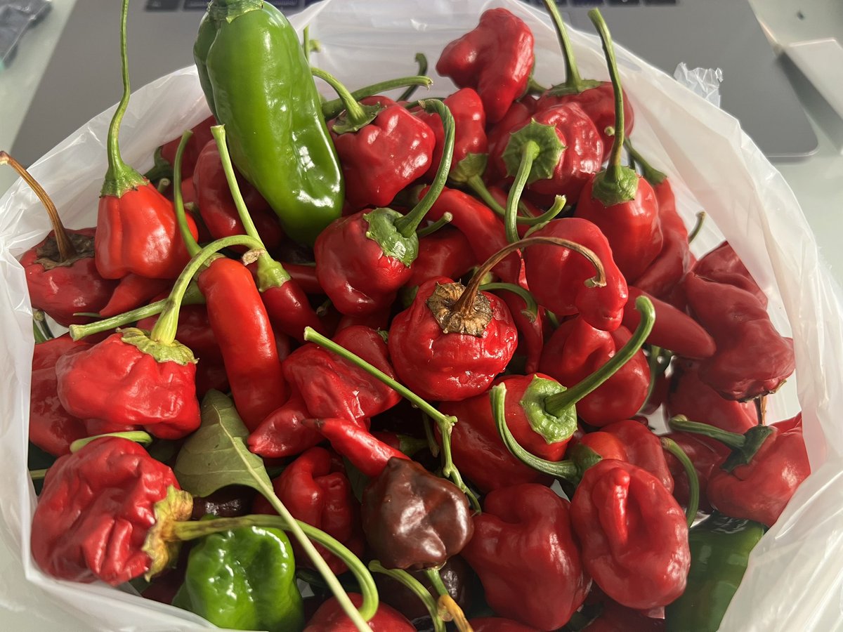 O lipote iz Zadar grada. <a href="/Mantodea18/">*Moralna Vertikala* Mantodea🍸</a> od srca ti hvala❤️❤️ Ide lagano na sušenje.