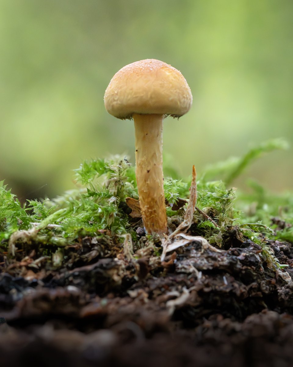 Look at this forest gem! A tiny beauty standing tall among the moss 🍄🌳 #FungiFriday 

#autumn #fungi #macro #Mushroom #naturelovers #nature #NatureBeauty #forest #woodlandwalk #FridayFeeling #NaturePhotography