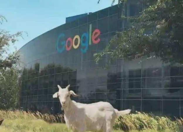 Google hires about 200 goats to trim the grass at their mountain view headquarters, reducing the need for lawnmowers and promoting eco friendly landscaping.
