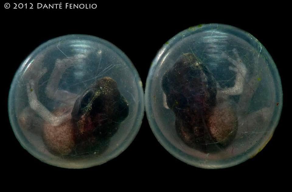 DanteFenolio's tweet photo. Baby rain frogs develop within their eggs - all in a special lab that was built at the Atlanta Botanical Garden. This is direct development...  there is no free living tadpole stage. https://t.co/BCqWF6sHcw