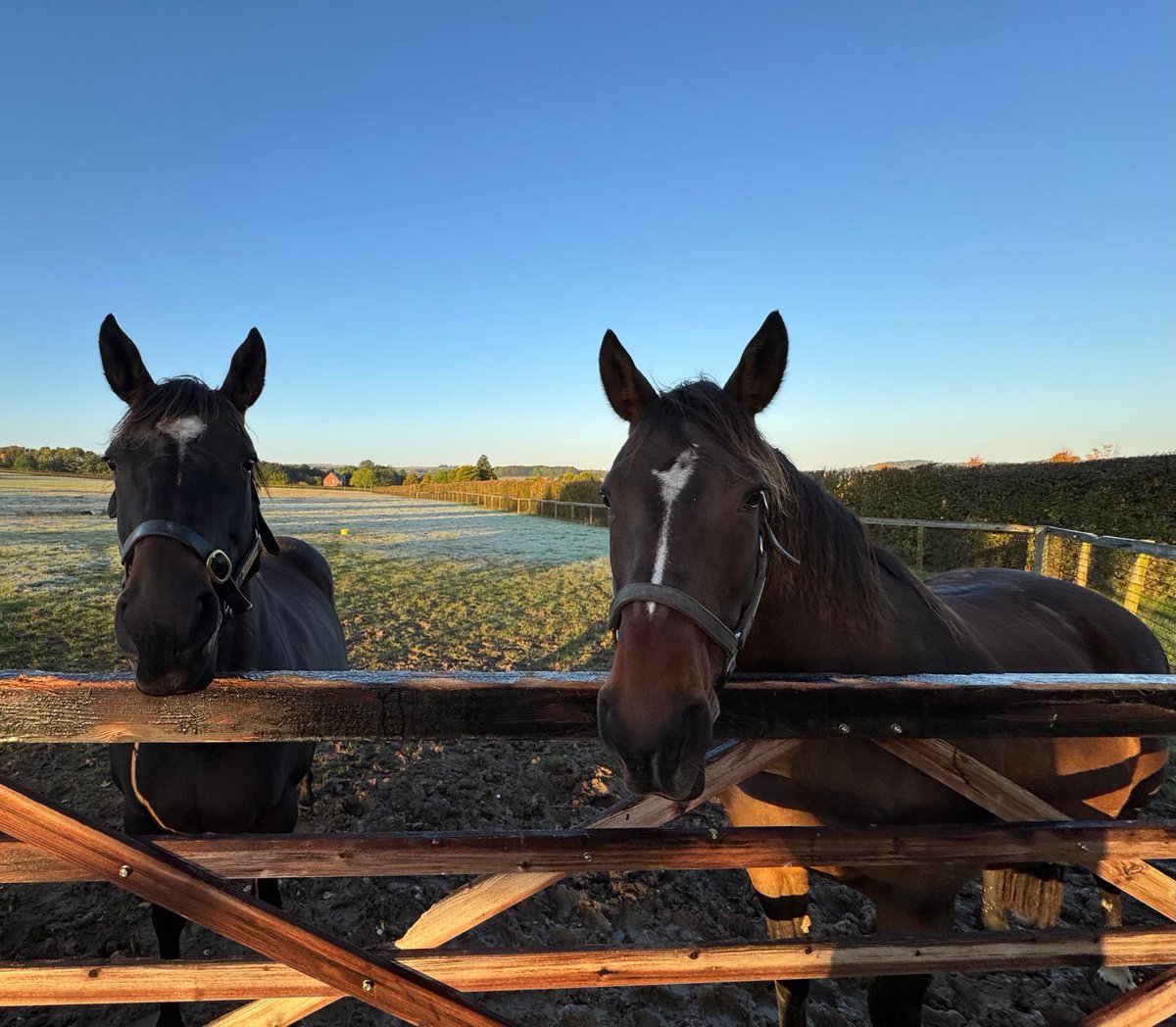newsellspark's tweet photo. Aljazzi and Shambolic this morning after a packet of well earned polos! https://t.co/0IEcjLi2BV
