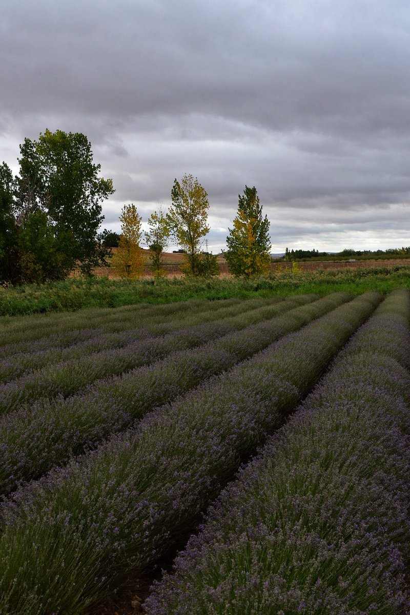 No sé hasta qué punto la brocha gorda de culpar a políticos, al “así nos va” y demás sirve para sortear esta deriva. Lo que está claro es que en agricultura, donde se apuesta todo al cielo, cada vez hay que tener más en cuenta el mercado tan salvaje que no piensa en el productor