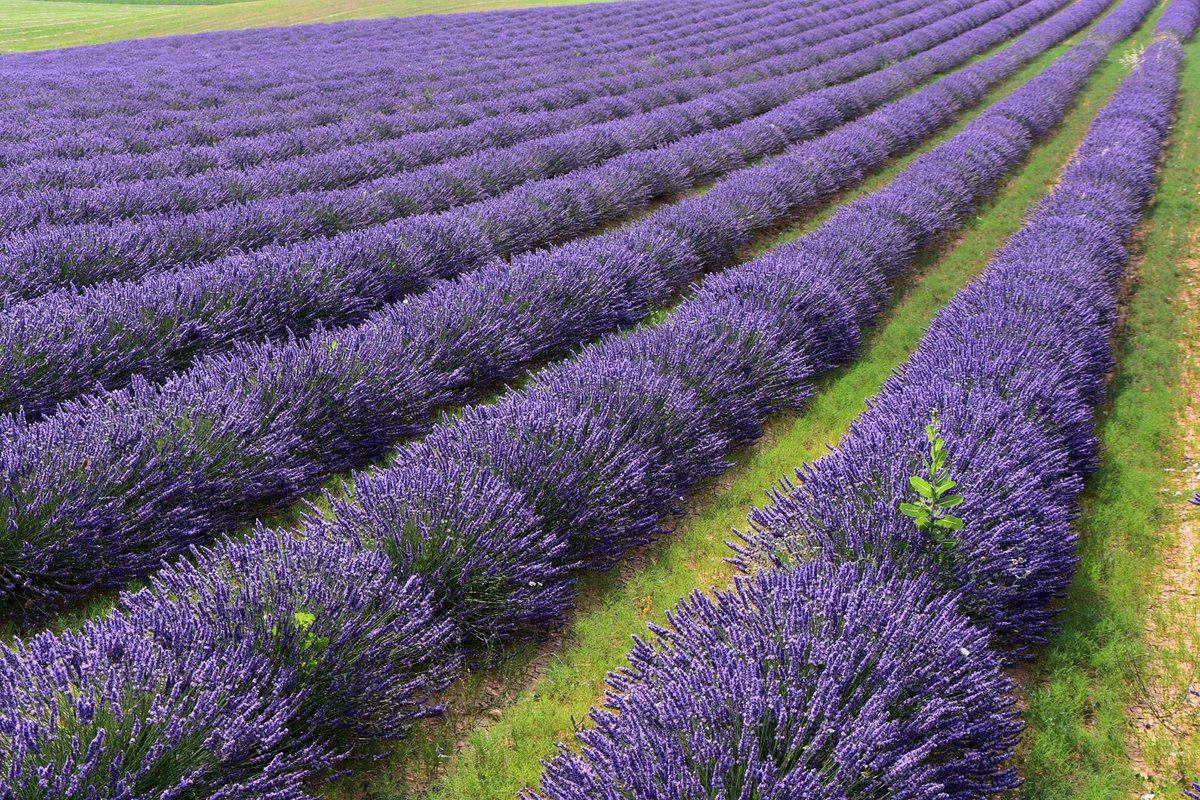 AgricultorCast's tweet image. Al hilo de la publicación del otro día sobre el hecho de estar arrancando la lavanda y el lavandín de nuestra explotación, hay que hacer algunos matices que yo creo son interesantes: van 👇
