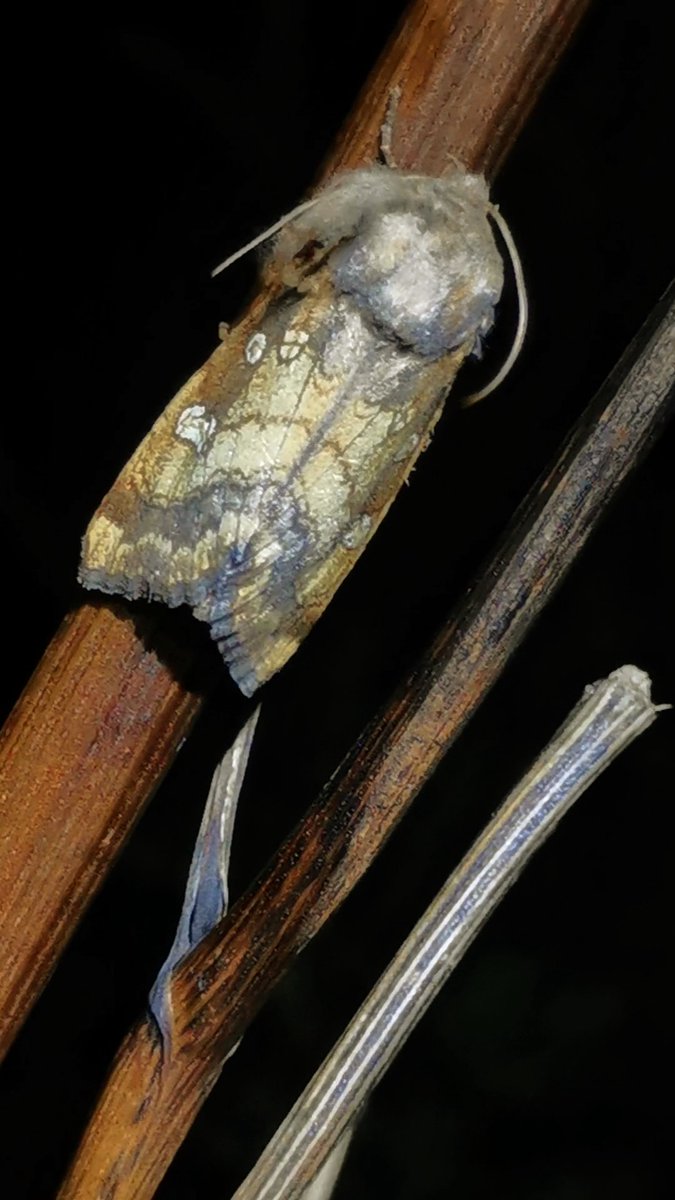 Mission accomplished on a cold, blowy Wednesday ~ two Fisher's Estuarine Moths emerged on the hog's fennel &amp; gave wonderful views. We've waited a long time to see this nationally rare, restricted-range moth &amp; it was a proper buzz when we saw them. Again, thx to <a href="/dartfordtrapper/">James Hunter</a>.