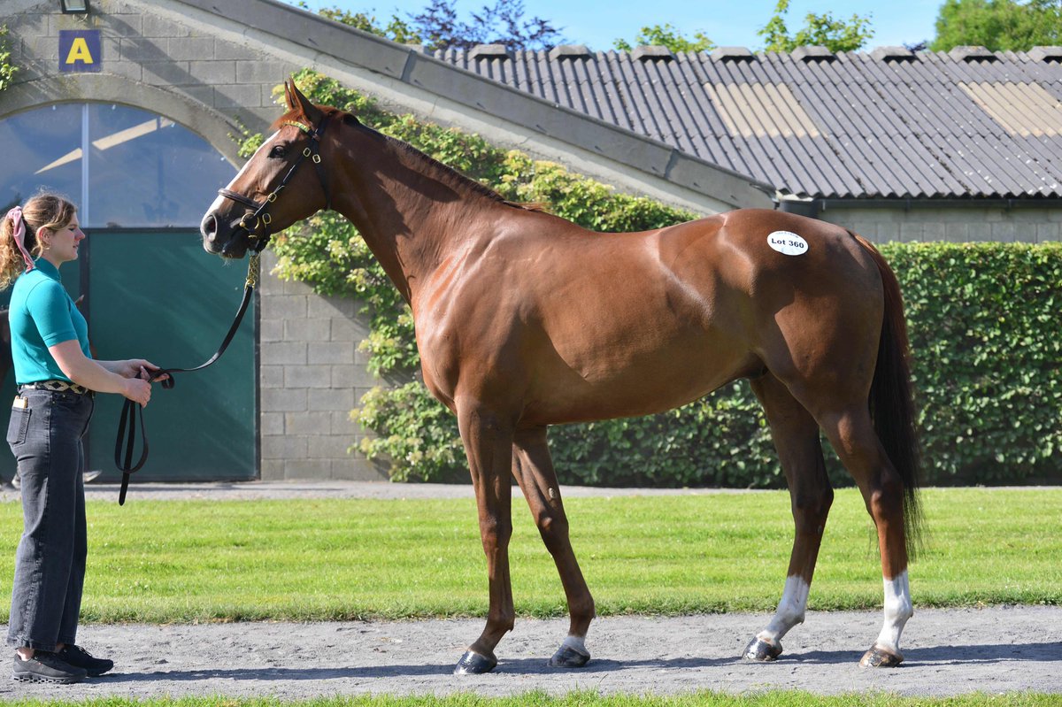 Tattersalls Ireland tweet media