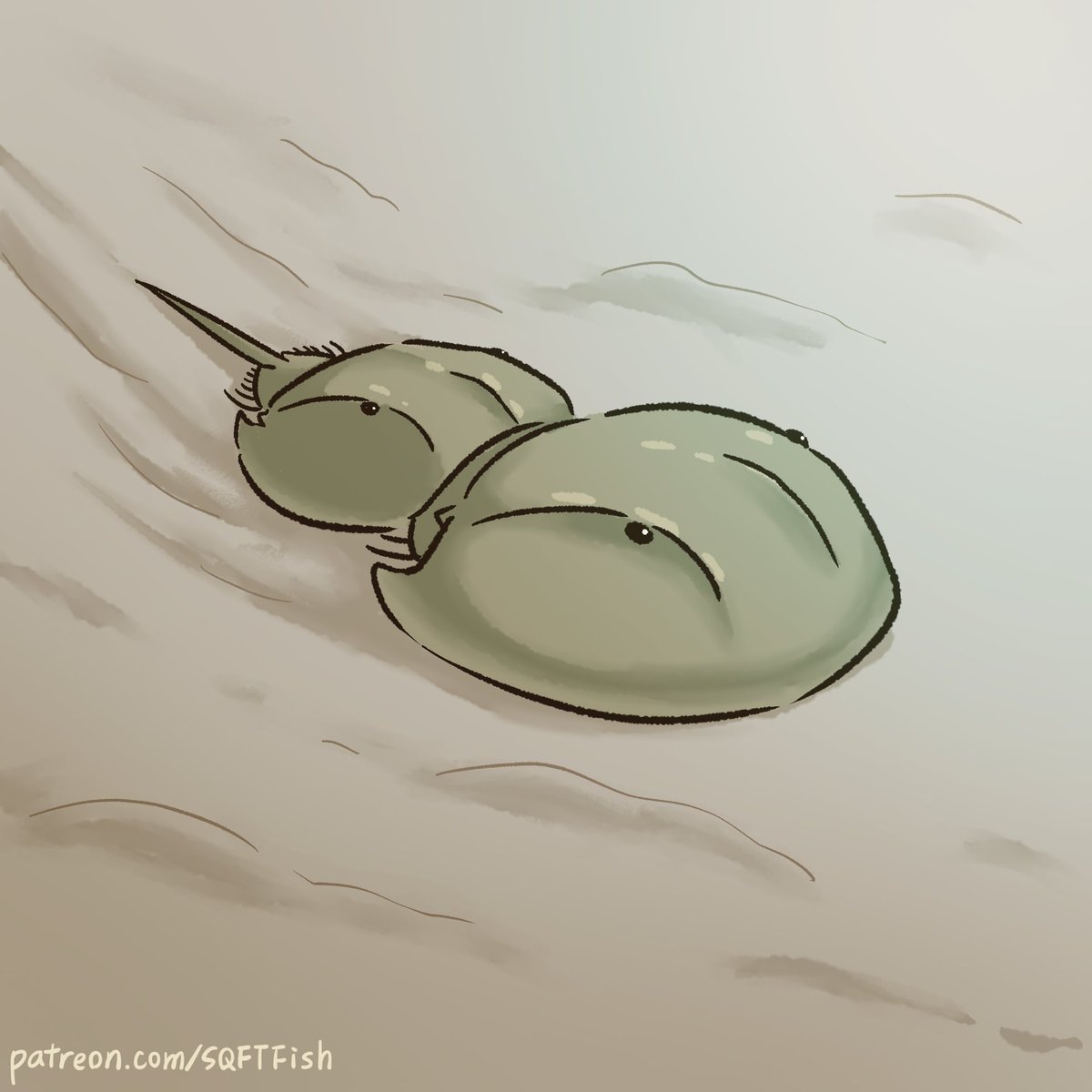 sqftfish's tweet photo. The result of the last species vote on Patreon is "horseshoe crab" (Tachypleus tridentatus)! 🫧
What species do you want to see next? 🌊 Join us on Patreon to participate in future polls: https://t.co/p0nKKPn9E3 https://t.co/QBjWrYkkRr