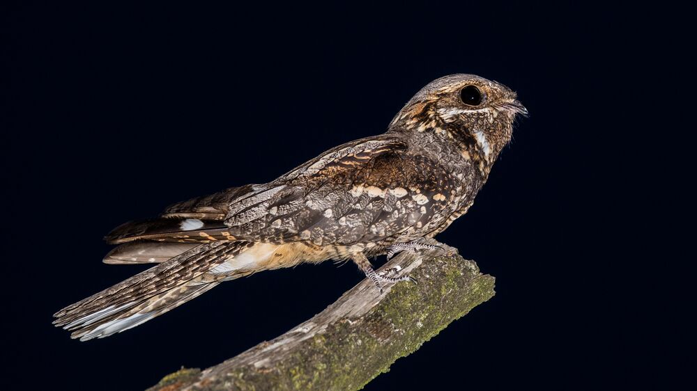 Natuur en Bos tweet media