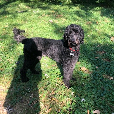 Haiku to my dog.

You are a good boy.
But dead squirrels aren’t toys. So I,
Won’t throw it for you.