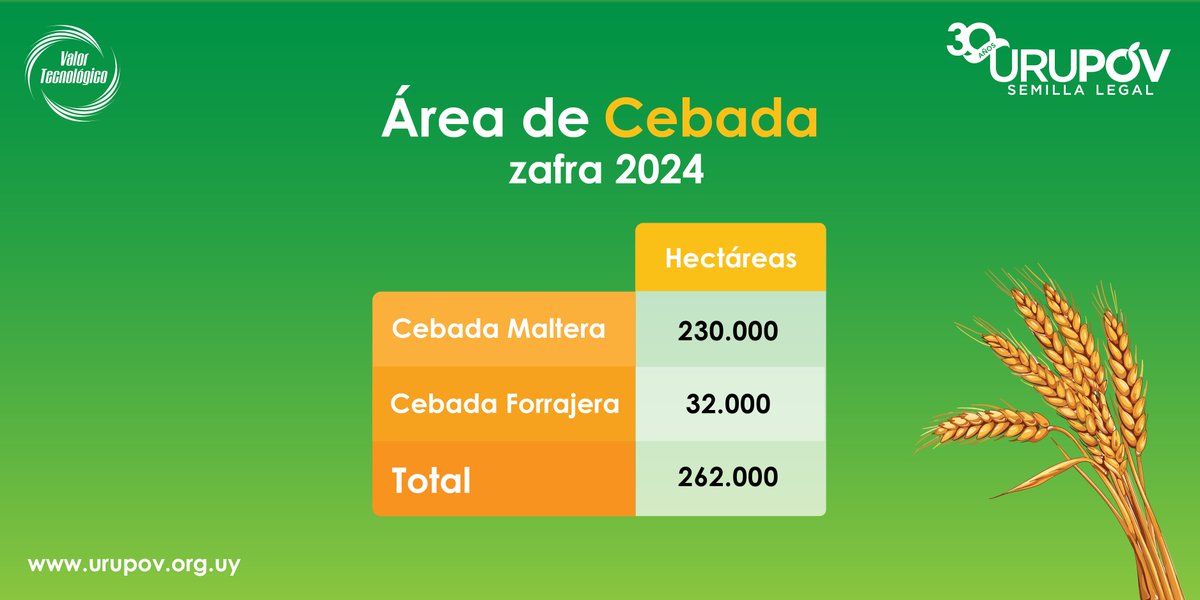 👉 El área de #cebada maltera y forrajera correspondiente a la zafra 2024 es de 262.000 hectáreas.🌱

#SemillaLegal #URUDato #agricultura #URUPOV #30AñosURUPOV