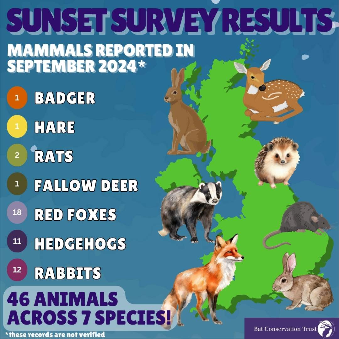 National Bat Monitoring Programme (NBMP) (@bct_nbmp) on Twitter photo More #SunsetSurvey finds!🦊As well as bats, all wildlife seen is reported back to us by our amazing volunteers! Click the link in our bio to find out what wildlife hangs around on your doorstep, take part in a Sunset Survey this month, it's the last chance this year! More #SunsetSurvey finds!🦊As well as bats, all wildlife seen is reported back to us by our amazing volunteers! Click the link in our bio to find out what wildlife hangs around on your doorstep, take part in a Sunset Survey this month, it's the last chance this year!