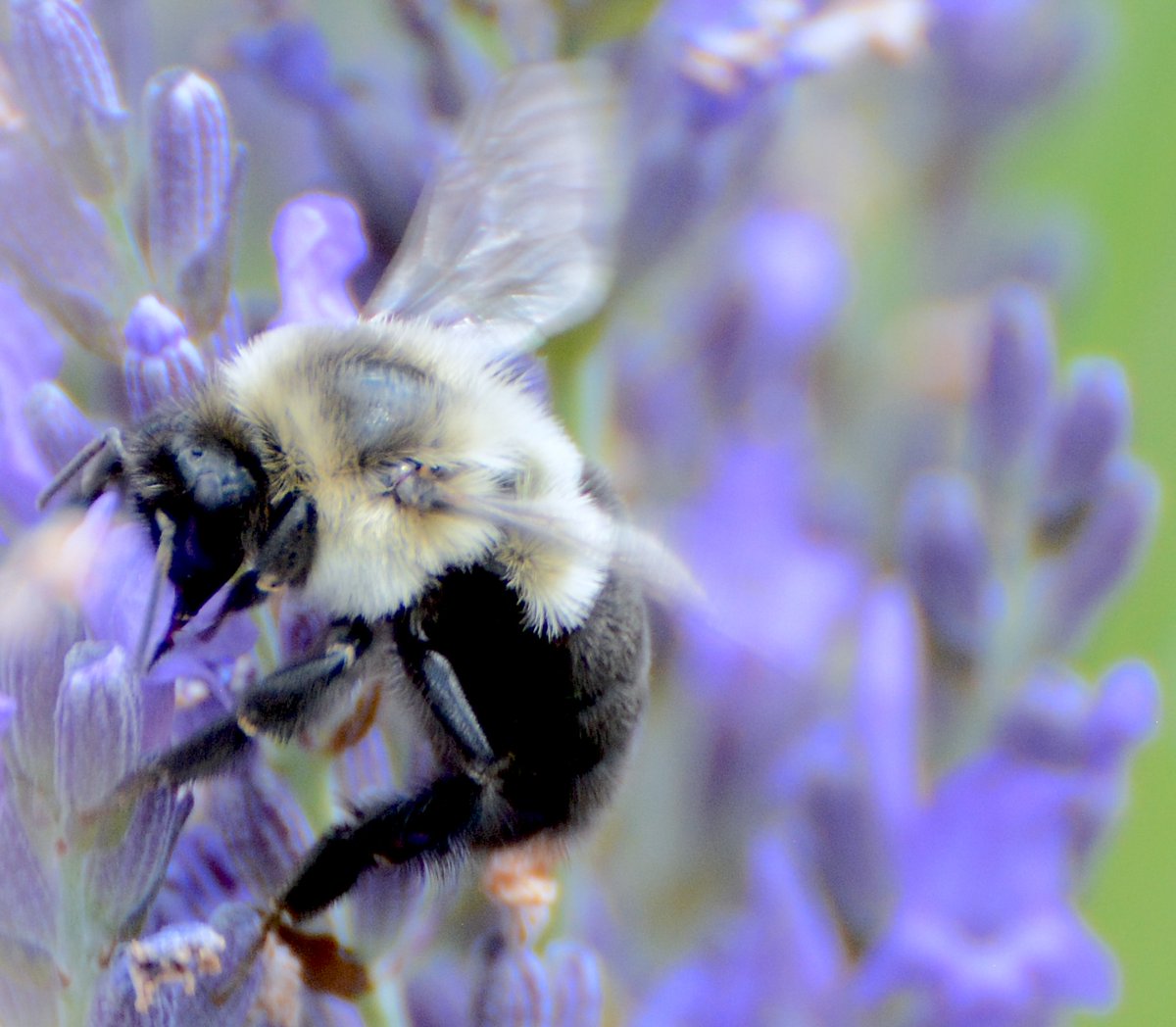 NEW: "The Buzz On the #EasternTownships". Explore #Quebec's enduring holiday destination that for generations has catered to Montrealers and travellers from the U.S. border states.  

vacay.ca/2024/10/the-bu…