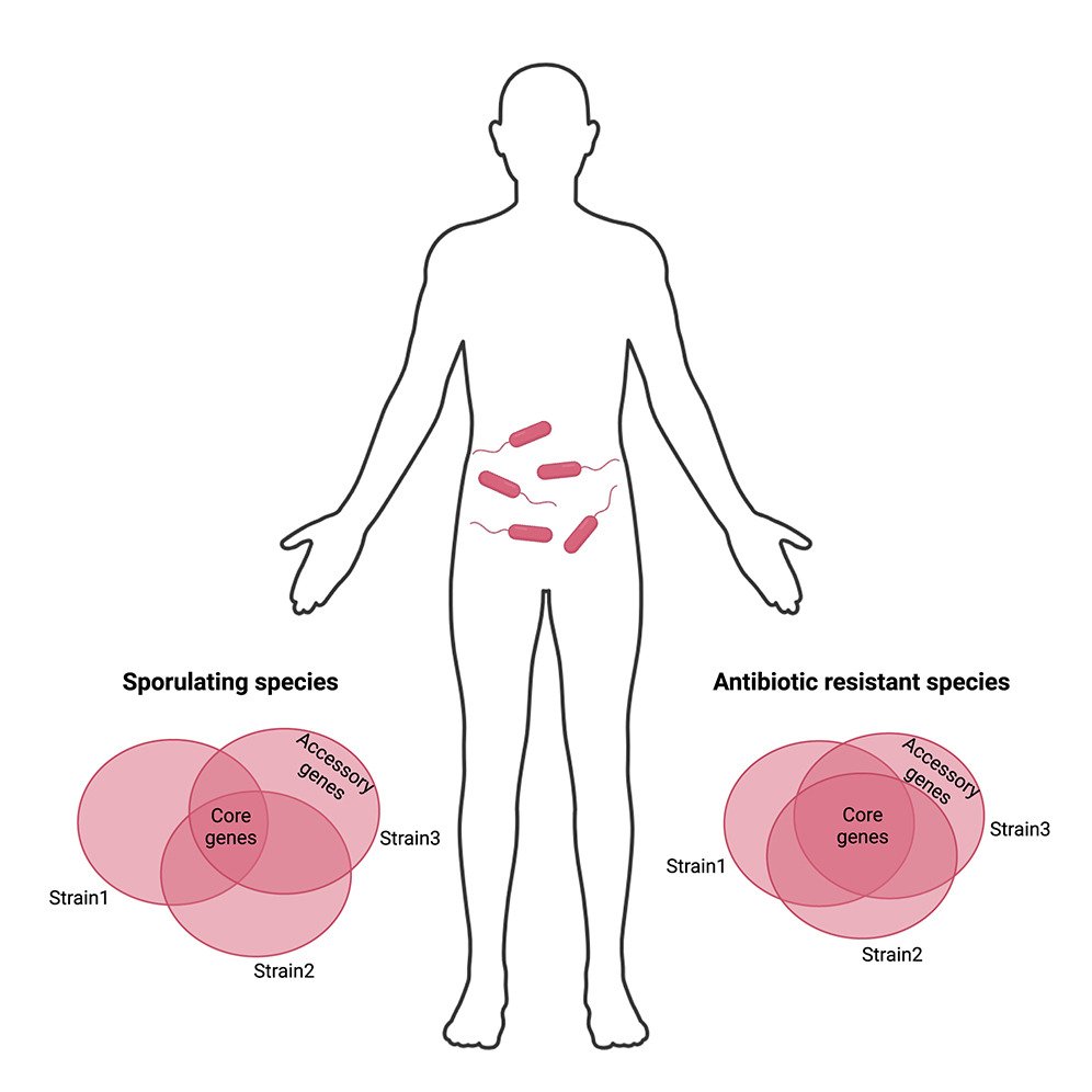 Insights from pangenomes of human gut microbiota
<a href="/SaarShoer/">Saar Shoer</a> <a href="/segal_eran/">Eran Segal</a> showcase genetic diversity of human gut microbiota. High strain-level variability associates w/species’ capacity to sporulate; low variability associates w/antibiotic resistance genes
cell.com/cell-host-micr…