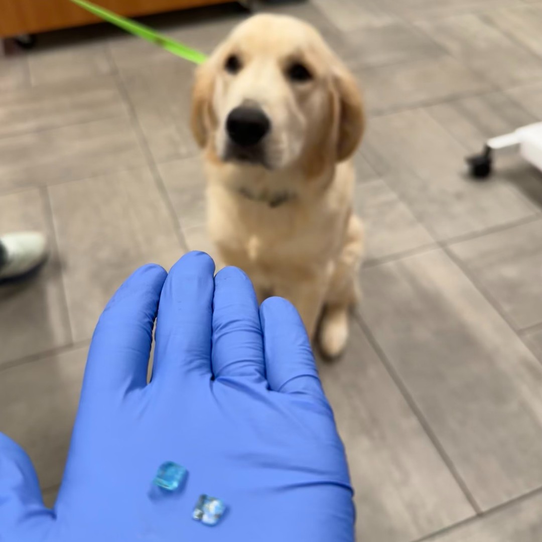 VEGERforpets's tweet image. When mom drags both of you to the ER vet… but only one of you actually ate it. 😬🐾

The real question is: whose poker face is better? 🐶🤨😂

Sibling solidarity or not, you’re in this together! 😂

📍VEG Alpharetta, GA

#vegolution #pethospital #goldenretriever