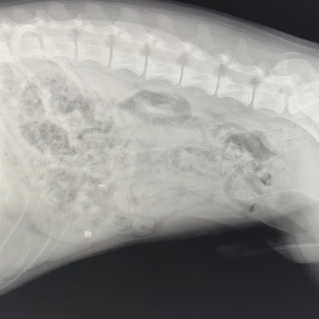 VEGERforpets's tweet image. When mom drags both of you to the ER vet… but only one of you actually ate it. 😬🐾

The real question is: whose poker face is better? 🐶🤨😂

Sibling solidarity or not, you’re in this together! 😂

📍VEG Alpharetta, GA

#vegolution #pethospital #goldenretriever