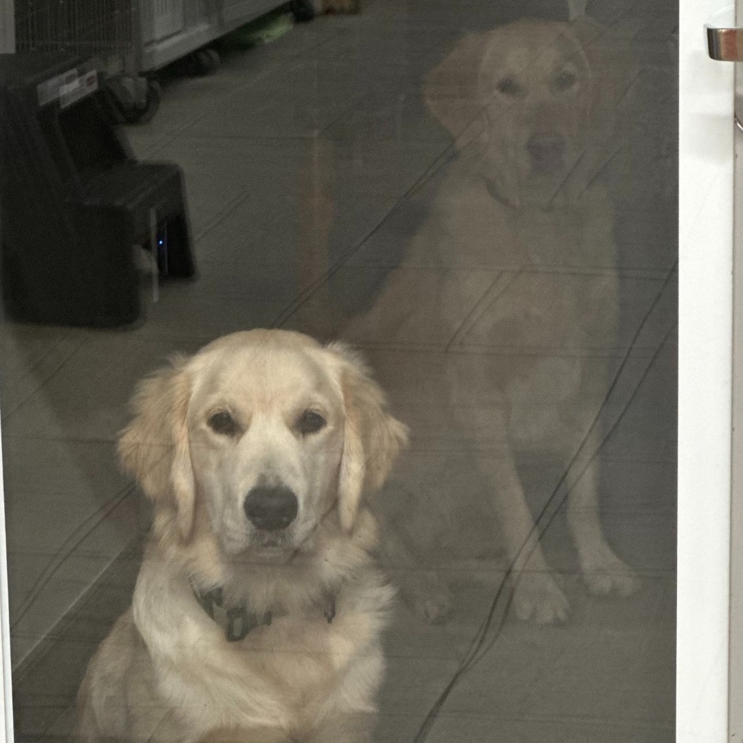 VEGERforpets's tweet image. When mom drags both of you to the ER vet… but only one of you actually ate it. 😬🐾

The real question is: whose poker face is better? 🐶🤨😂

Sibling solidarity or not, you’re in this together! 😂

📍VEG Alpharetta, GA

#vegolution #pethospital #goldenretriever
