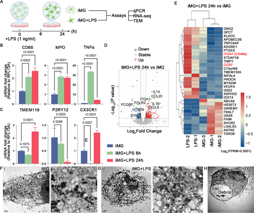 Jun Zhang et al. report Retinal Organoid Microenvironment Enhanced Bioactivities of Microglia-Like Cells Derived From HiPSCs, iovs.arvojournals.org/article.aspx?a….