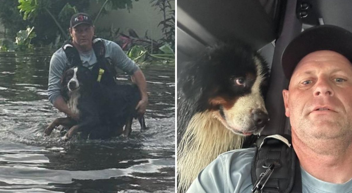 HEARTWARMING ❤ Hillsborough County Fire Rescue teams have saved 104 pets since Hurricane Milton hit. "This dog’s eyes say it all." STORY: bit.ly/4ezSd66