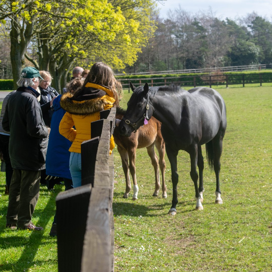 Have you attended one of our National Stud tours this season?

There's still time left! Learn about the history and heritage of this prestigious 500-acre site, whilst also seeing a star or two in the Stallion unit.

Take a look here to book yours now - booking.discovernewmarket.co.uk