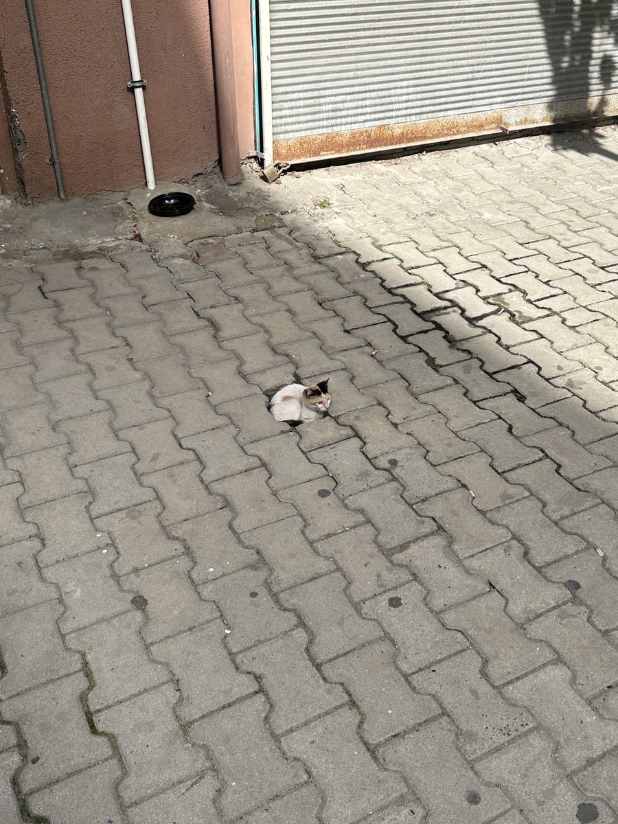 koca dünyada şu kadarcık yeri çok gördünüz hayvanlara, nefret ediyorum sizden