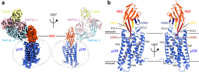 Nature Communications (@naturecomms) on Twitter photo Authors including <a href="/JunYu_unige/">jun</a>, <a href="/KumarAmitCh/">Amit Kumar</a>, <a href="/VhKev/">Kevin Van holsbeeck</a>, <a href="/PierreRaia/">Pierre Raia</a>, <a href="/antoinekoehl/">Antoine Koehl</a>, <a href="/jansteyaert/">Jan Steyaert</a>, <a href="/AashishManglik/">Aashish Manglik</a>, <a href="/BalletSteven/">Steven Ballet</a>, <a href="/BolandLab_GE/">Andreas Boland</a> and <a href="/MiriamStoeber/">Miriam Stoeber</a> describe nanobody and small cyclic peptide antagonists of μ-opioid receptor.
nature.com/articles/s4146… Authors including <a href="/JunYu_unige/">jun</a>, <a href="/KumarAmitCh/">Amit Kumar</a>, <a href="/VhKev/">Kevin Van holsbeeck</a>, <a href="/PierreRaia/">Pierre Raia</a>, <a href="/antoinekoehl/">Antoine Koehl</a>, <a href="/jansteyaert/">Jan Steyaert</a>, <a href="/AashishManglik/">Aashish Manglik</a>, <a href="/BalletSteven/">Steven Ballet</a>, <a href="/BolandLab_GE/">Andreas Boland</a> and <a href="/MiriamStoeber/">Miriam Stoeber</a> describe nanobody and small cyclic peptide antagonists of μ-opioid receptor.
nature.com/articles/s4146…
