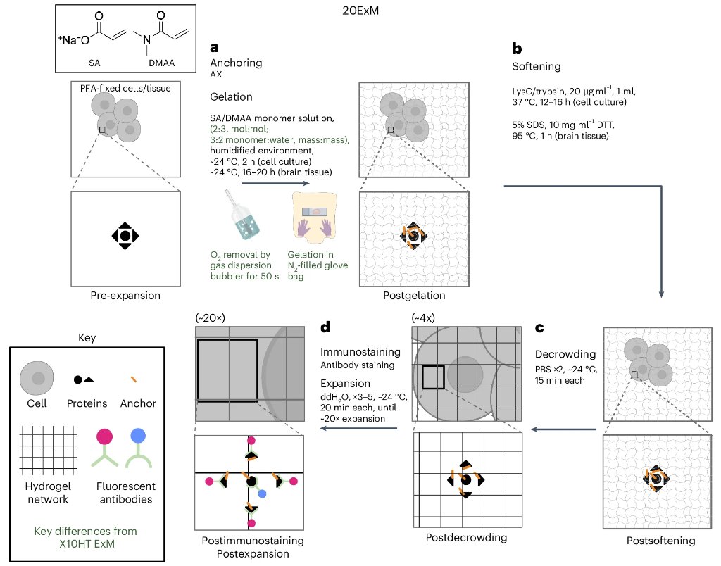 Our latest paper from the Boyden lab describes an Expansion Microscopy protocol that takes samples to 20X expansion in a single step. <a href="/eboyden3/">Ed Boyden</a>  nature.com/articles/s4159…
