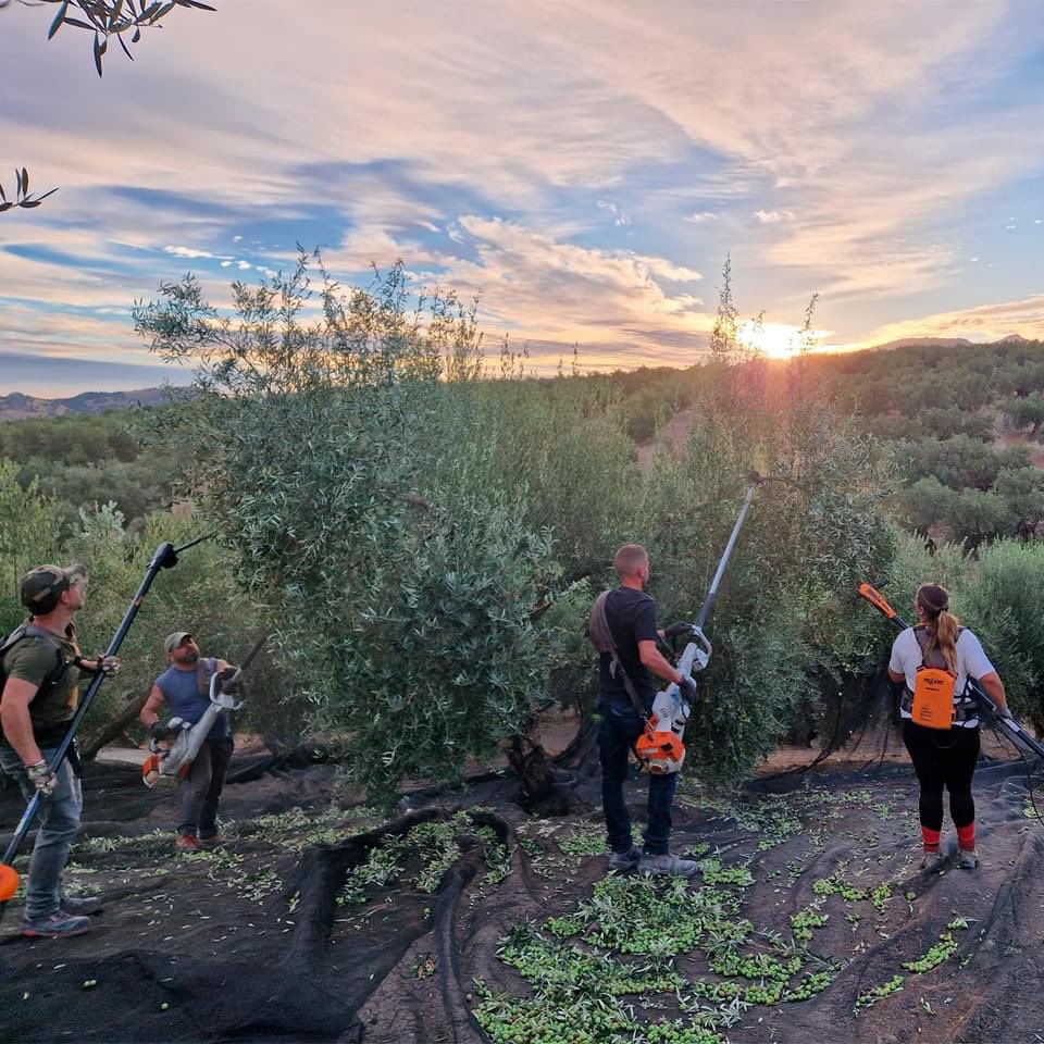 Arranca nuestro momento favorito, la recolección y elaboración de los #aove #cosechatemprana en Sierra Mágina, con aromas verdes espectaculares, gracias al cuidado y seleccion en la recogida de 🫒 y molturación 
<a href="/CamarasaAOVE/">Señorio De Camarasa AOVE</a> <a href="/Dominus_AOVE/">Dominusvirgenextra</a> <a href="/MagnasurAOVE/">Magnasur</a> <a href="/orodecanava/">AOVE "Oro de Cánava"</a>