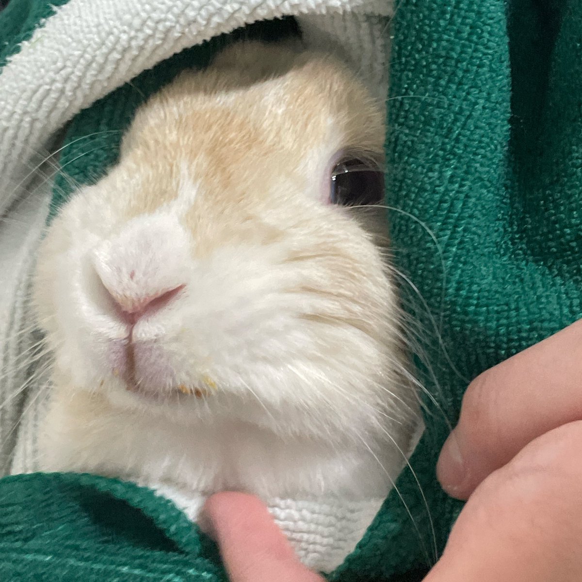 약먹기 싫은 토끼