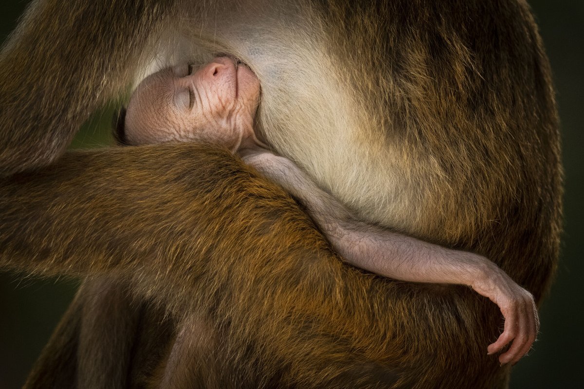 10 photos de nature ont été récompensées par le <a href="/NHM_WPY/">Wildlife Photographer of the Year</a>  urls.fr/RfVNeQ