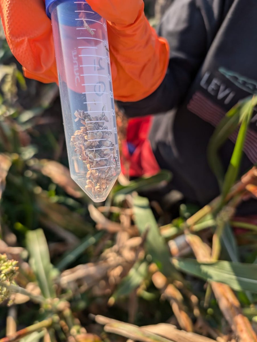 SainiDK10's tweet photo. Collecting grain samples today for compositional analysis! Big thanks to @yusaichinose and @MayankP24361375 for their hard work🥳🙏. Getting an up-close look at the diverse panicle architectures in the association panel🤞🙌. #CropForageSystemsLab @KJagadish_TTU @ISomayanda https://t.co/1rPg0DDjSm